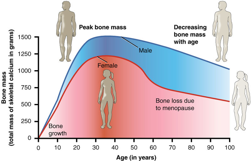 This diagram shows the average development during the lifetime of a ...